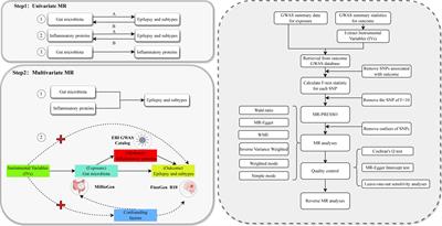 Causal associations between gut microbiota, circulating inflammatory proteins, and epilepsy: a multivariable Mendelian randomization study